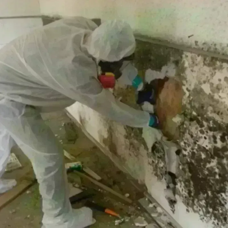 Mold Remediation and Removal in Benton County, MS